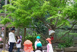 園庭にある大きな楓の木とその周りで遊ぶ園児たち